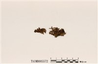 藏品(疏緣毛腎島衣)的圖片